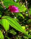 flower1.jpg