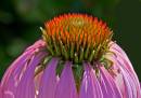 flower11.jpg