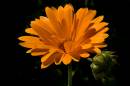 flower2.jpg