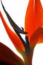 flower21.jpg