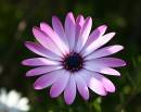 flower23.jpg