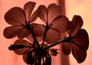 flower24.jpg