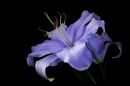 flower27.jpg