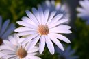 flower28.jpg