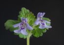 flower36.jpg