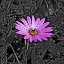 flower41.jpg