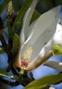 flower43.jpg
