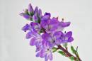 flower6.jpg