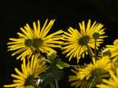 flower9.jpg