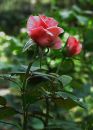 flower_18_.jpg