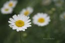 flower_24_.jpg
