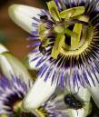 flower_and_fly_sml.jpg