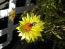 flower_bee.jpg
