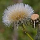 flowerhead1.jpg