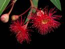 flowering_gum2.jpg