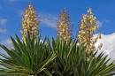 flowers1J.jpg