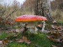 fly-agaric-nov-22-2014-1-1.jpg