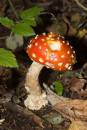 fly-agaric-oct-27-2006-1.jpg