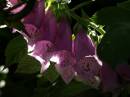 foxglove.jpg