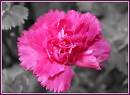 framed_carnation.jpg