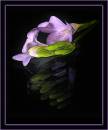 freesia.jpg