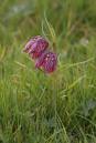 fritillary-apr-17-2006-2.jpg