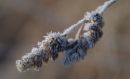 frost_on_grass.jpg