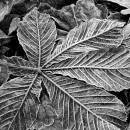 frosted_leaves_bw.jpg