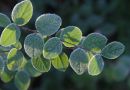 frosty_leaf2.jpg