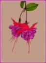 fuchsia.jpg