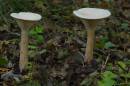 fungi-nov-3-2006-1.jpg