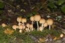 fungi-oct-20-2006-14.jpg