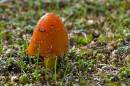 fungi2.JPG