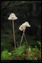 fungi6.jpg