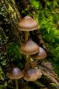 fungi_11.jpg