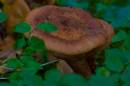 fungi_3.jpg