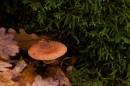 fungi_41.jpg