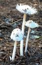 fungus1.jpg