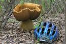 fungus_helmet.jpg
