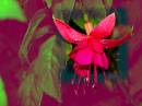 fuschia_1.jpg