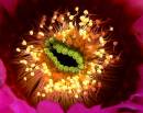 g_pistilsNstamens_P1040004_wpf2b.jpg