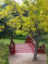 gardens_tree.jpg