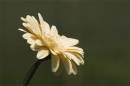 gerbera-asteraceae.jpg