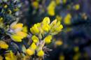 gorse1.jpg