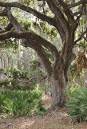 grainy_tree_and_furns_8-24-2007.jpg