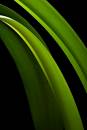 green.jpg
