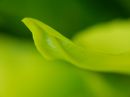 green_2_r.jpg
