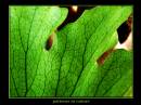 green_patterns_in_nature_resize.jpg
