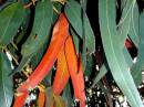 gum_leaves.jpg