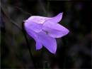 harebell_3.jpg